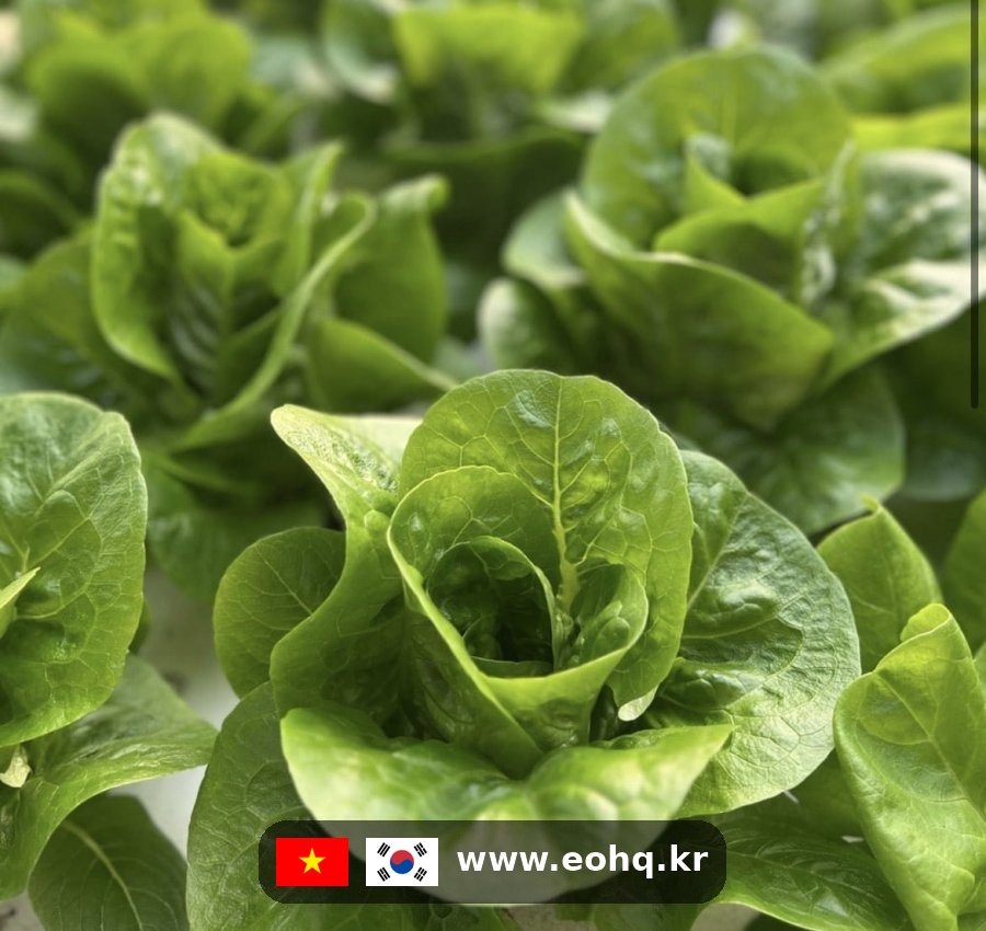 onchungbuk-european-salad-740338-crop_wm.jpg