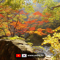 Lá đỏ Hàn Quốc 2026: Núi Seoraksan đỏ rực nhất vào 20/10 — đừng đi sai ngày! 🍁