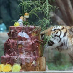 Sinh nhật 2 tuổi của em hổ ở vườn thú Everland