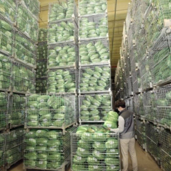 Bộ Nông nghiệp, Thực phẩm và Nông thôn và Tổng công ty Phân phối Hàn Quốc đã bảo quản sai sách, dẫn đến phải tiêu huỷ 30.000 tấn bắp cải và củ cải trong 3 năm qua, làm thất thoát 27,3 tỷ won ngân sách của chính phủ.