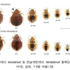 Kinh dị nạn rệp giường tại Hàn Quốc: Rệp “tiến hóa” tới mức dìm vào chai thuốc diệt côn trùng vẫn sống nhăn.