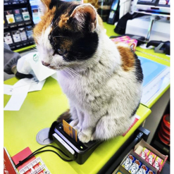 No samsung, apple pay.  It's cat pay!!