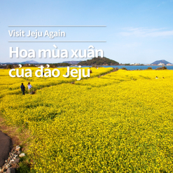Thông tin về du lịch đảo Jeju