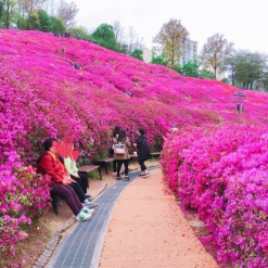 Sanbon Azalea Festival