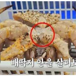 Ngay cả người Hàn Quốc cũng bị lừa khi mua hải sản