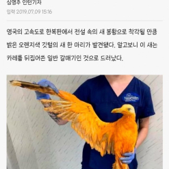 Chim phượng hoàng. được phát hiện ở Hàn Quốc