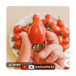 [11번가] Cà chua bi ngọt lịm 2kg (11,660원)
